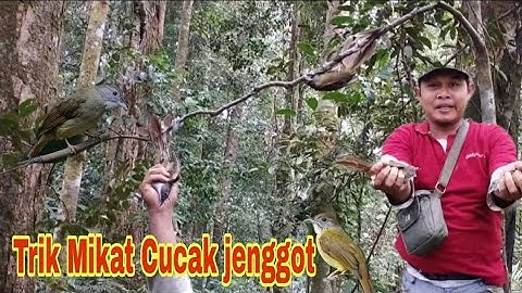 Pikat Cucak jenggot hanya modal Mp3 saja lansung poin...