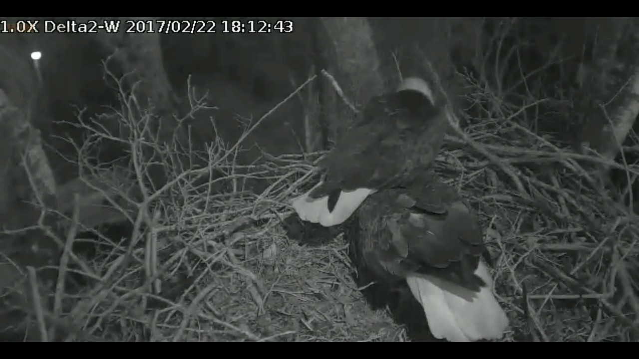 bald eagles in wisconsin Delta2 West view Feb 22, 2017 6:01pm Nestorations
