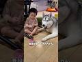 貸切ランに連れてったら暴走したハスキー#ハスキン#シベリアンハスキー#犬と赤ちゃん#大型犬のいる生活 #ドッグラン