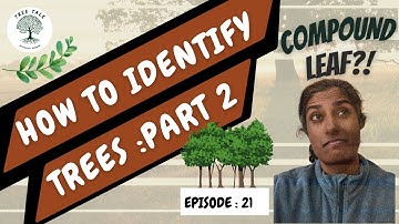 How to identify Trees? Part 2