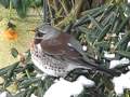 Fieldfare ~ My Winter Garden &amp; Snow Birds ~ January 2010 UK