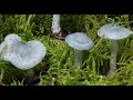 Seta anisada - Clitocybe odora  - Aniseed Funnel