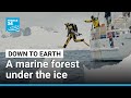 Scientists discover entire ecosystem hidden under ice of Antarctica &bull; FRANCE 24 English