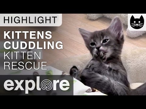 Kittens Cuddling (cute!) - Kitten Rescue Live Cam Highlight 11/08/17