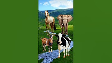 Suara sapi, kambing, gajah, kuda part 15