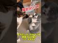 全力でシャドーボクシングを披露する子猫がシュールすぎｗ #cat #元気になる動画 #猫 #youtubeショート #ねこ #猫好きさんと繋がりたい #猫のいる暮らし #保護猫 #子猫