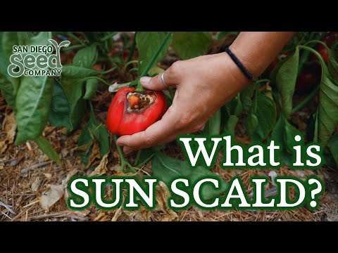 Video: Leaf Sunscald Pada Tanaman - Cara Melindungi Tanaman Dari Sunburn