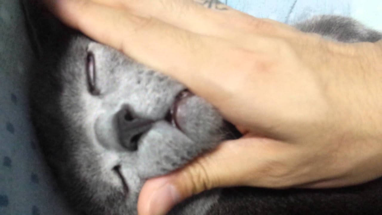 変顔させられても気持ち良さそうな猫 - YouTube