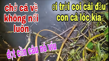 Kỳ Tích Cắm Câu Cá Lóc Ở Long An Cá Dính Liền Cần Không Biết Gỡ Con Nào Trước # SĂN BẮT ĐỒNG THÁP #