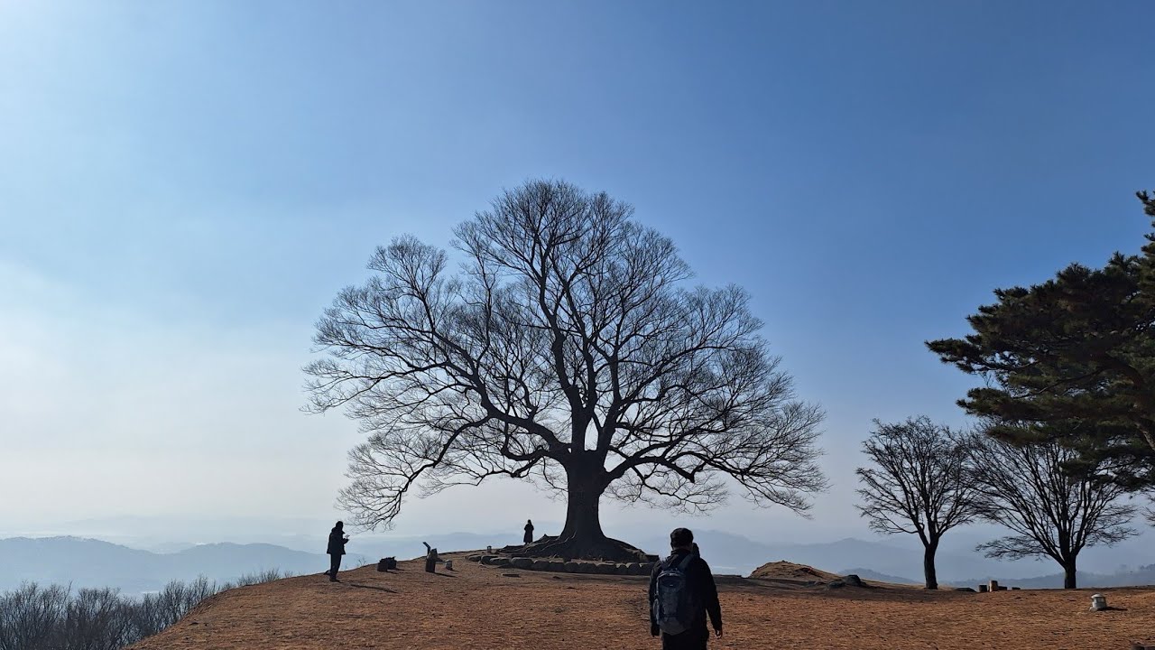성흥산.사랑나무 한국의 산 7.2026년 1월 17일