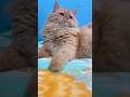 Ye mera BHAI hai totaa.. 🤪🤣 #shorts #ytshorts #trending #viral #cat
