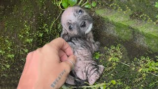 Abandoned Puppy Gazed At Me With Tearful Eyes, Begging For Help After A Cold, Rainy Night...