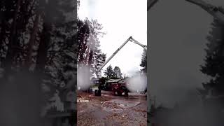 Scots pine removals in the rain #treeremoval #professionalservices #fyp #reels #trending #treework