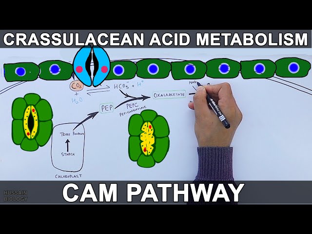 CAM Pathway | Crassulacean Acid Metabolism - YouTube