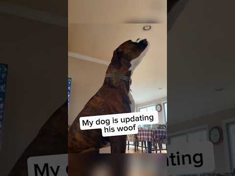 Dogs updating their sound 🤣🐕 #funnydogs #petshorts #funnyshorts #dogvideos