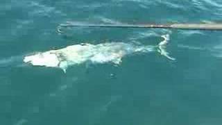 Gaffing Offshore Gamefish