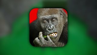 Level Theme - Flying Gorilla