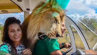 A REAL EXTREME!  Lions hug people