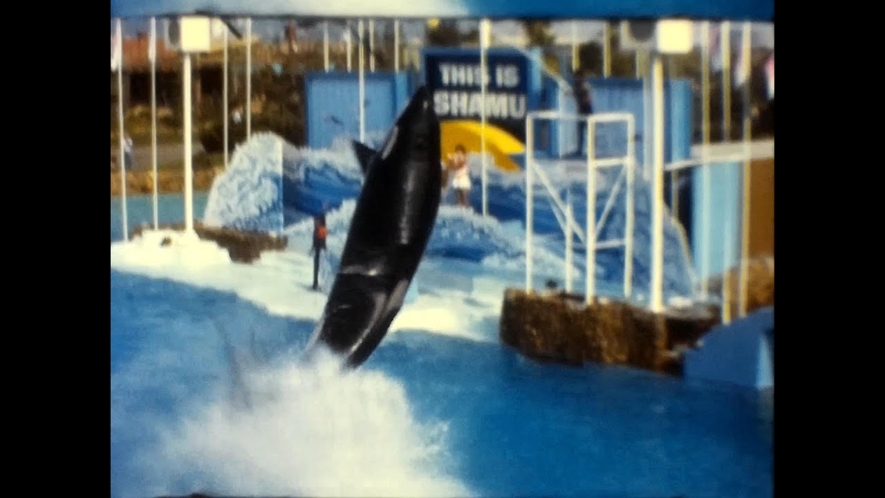 Alvado estudio presenta.- Shamu en Super 8 (años 60–70) seaworld san diego