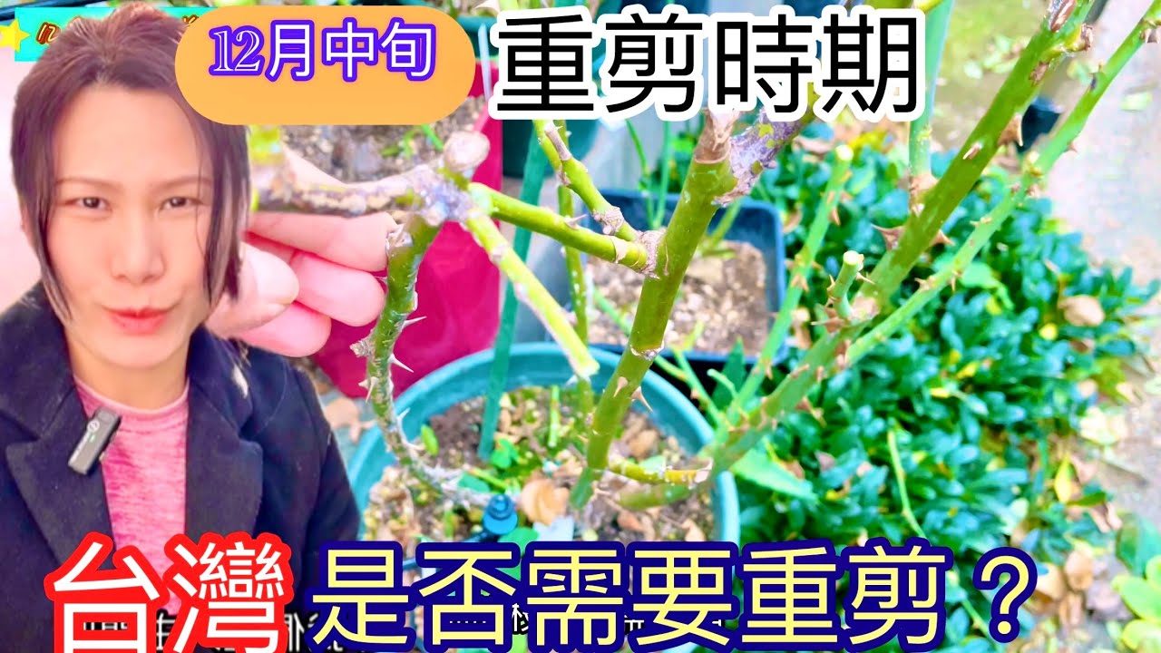 【12月中旬】簡單易懂如何重剪爬藤與直立半橫張玫瑰｜最美的春季最醜的冬季原貌紀錄#玫瑰修剪#Erin玫瑰花園