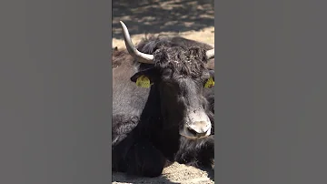Black Horned Bull Lies Shorts 