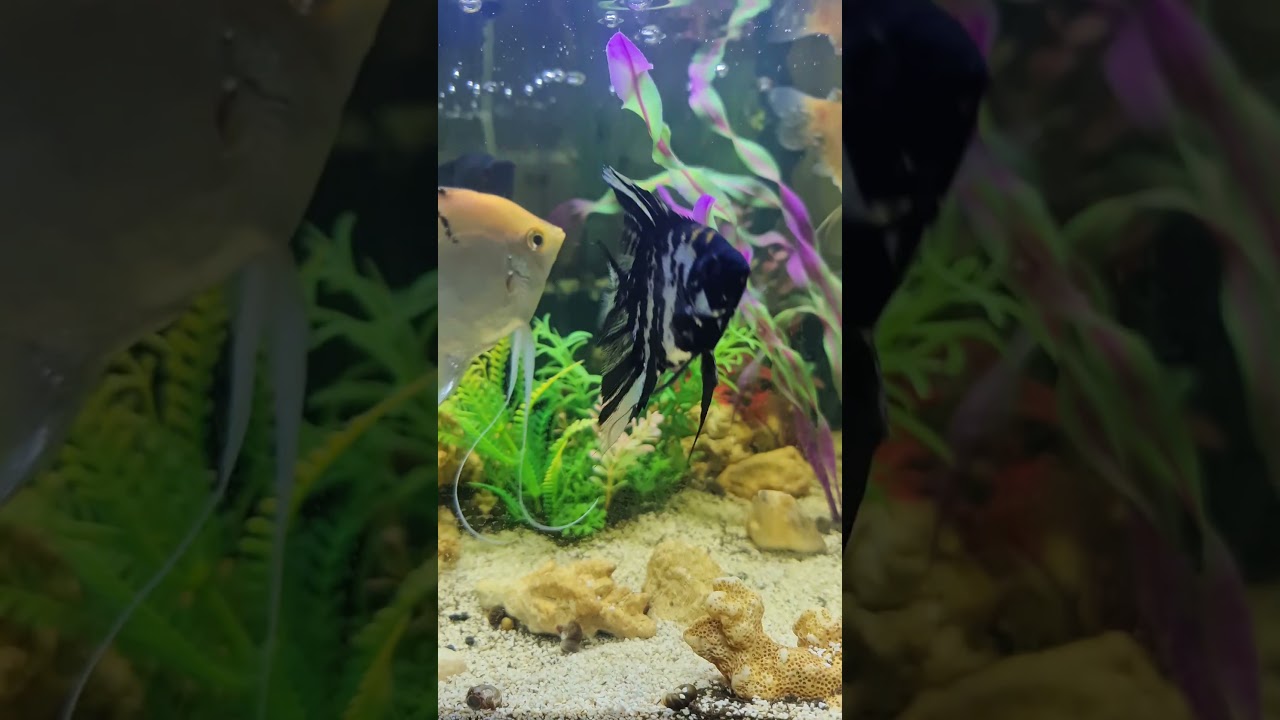 Daily tank check: Honey Gouramis & Angelfish doing great ✔️ 