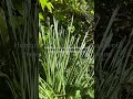 Did you know humans can see more shades of green than any other color?