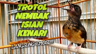 Trotolan Umur 3 Bulan‼️Murai Trotol Gacor Isian Kenari Nembak Pedas Ngerol Panjang | @kicautembak