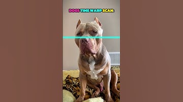 Dogs Doing Time Warp Scan Vs Cats 😎🗿