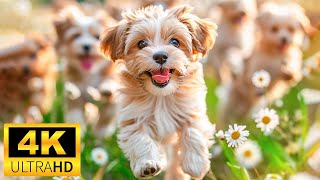 Baby Animals 4K (60 FPS) - Funniest and Cutest Moments Of Baby Animals With Relaxing Music