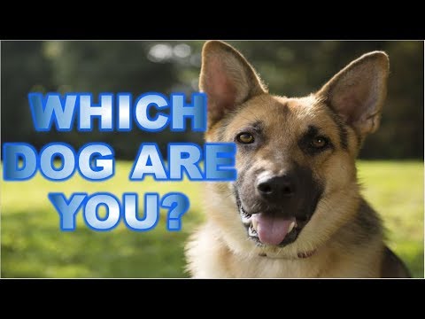 Video: Opýtajte sa chlpatých dogfathers: Nevítaný Guest Guest?
