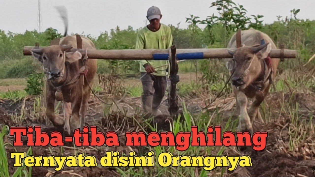 Aktivitas baru kang Sunar, bersama kerbau kecilnya.