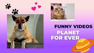 Funny animal Videos | Dog wearing glasses | cat snoozing |fun time