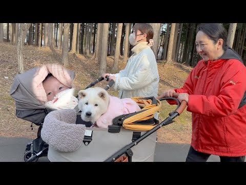 赤ちゃんと初めて一緒にお散歩する柴犬、最高に可愛くて癒される時間