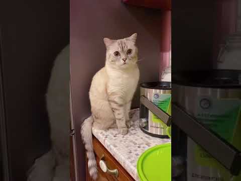 Агрессия кошки.