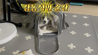첫비행기연습/애견동반여행준비/진주/화이탕!!