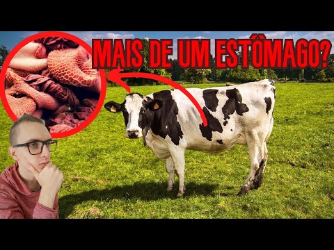 Vídeo: Quantos estômagos uma vaca tem?