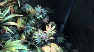 ULTIMATE LED TEST - GrowBlu Tent - Episode 20