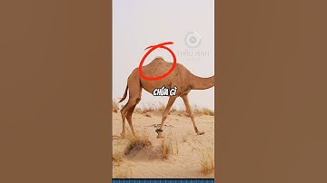 BƯỚU CỦA LẠC ĐÀ CHỨA GÌ |😨 (Biết Tuốt) #dongvat #fact