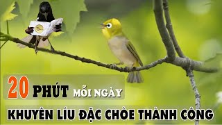 ÉP GIỌNG KHUYÊN NON LÍU ĐẶC CHÒE CHỈ SAU MỘT THÁNG | Tuấn Mi