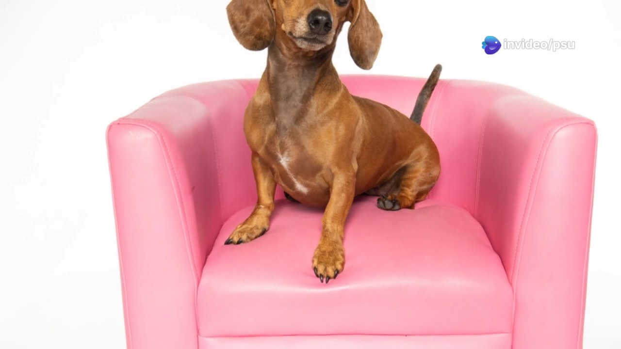 Quirky Dachshund Behaviours Explained! 🐾