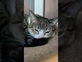 キジ猫耳ピクピク🐱 - Cats Ears Moving - #shorts #cat