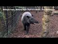Malayan Tapir Maleise Tapir Tapirus Indicus Zoo Antwerpen 4K Malayan Tapir Maleise Tapir Tapirus Indicus Zoo Antwerpen 4K