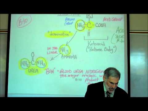 Review of the use of fats and proteins in Cellular Respiration. Reference is made to deamination of amino acids, urea, glycogen, ketoacids (ketone bodies, including acetone), and gluconeogenesis..Also covered are fasting, Atkins Diet, low-carbohydrate diets, Diabetes, hyperglycemia, glycosuria, ketonemia, ketosis, ketonuria and ketoacidosis.