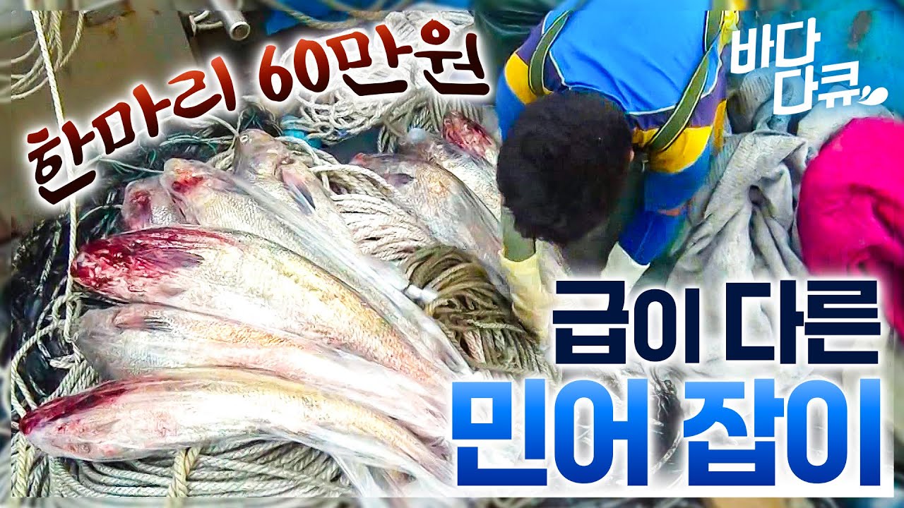 비싼 이유가 다 있다! 잡는 방법부터 범상치 않은 놀라운 민어잡이 / 민어 반, 해파리 반. 곡소리 절로 나는 민어 전쟁 / #바다다큐
