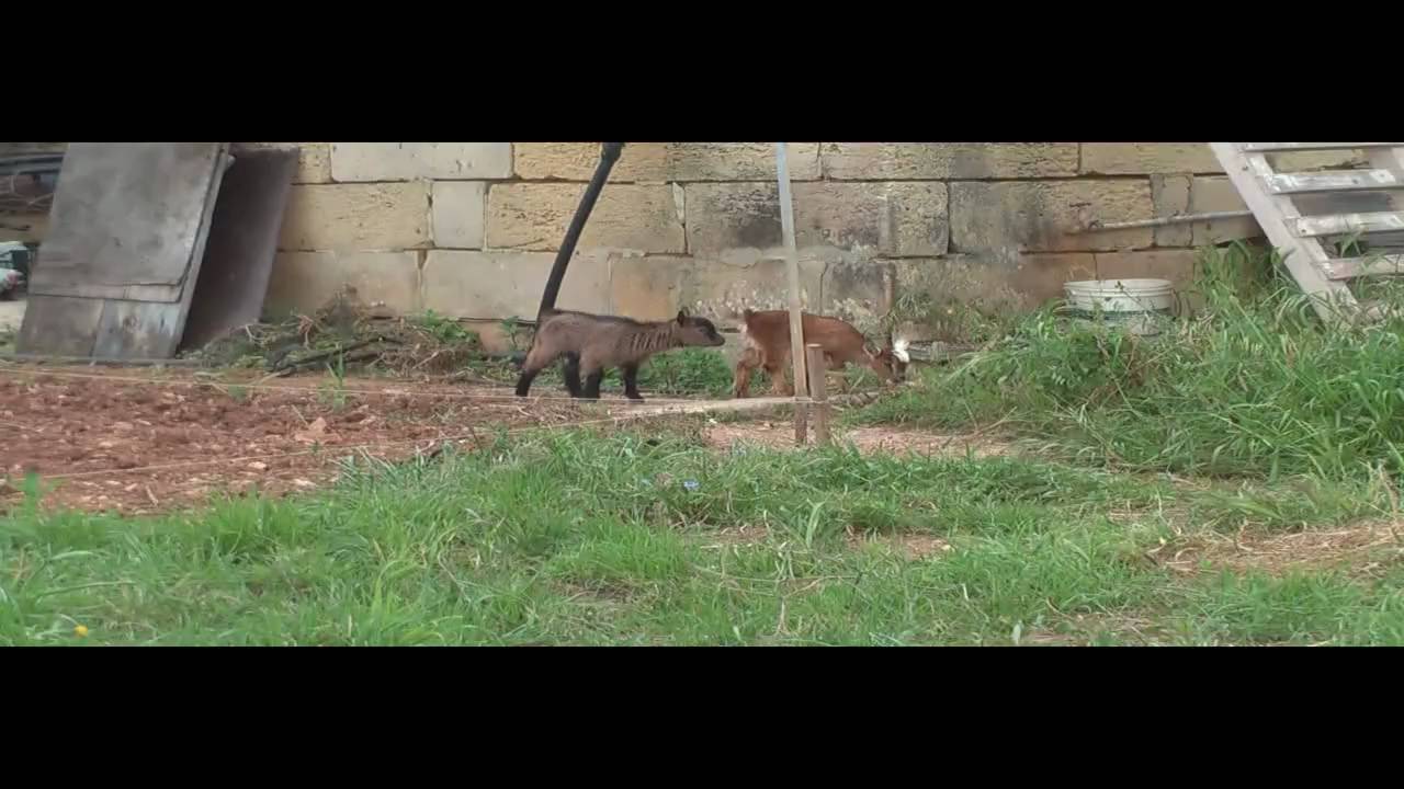 My Pygmy Goats Pets Mellon & Collie YouTube