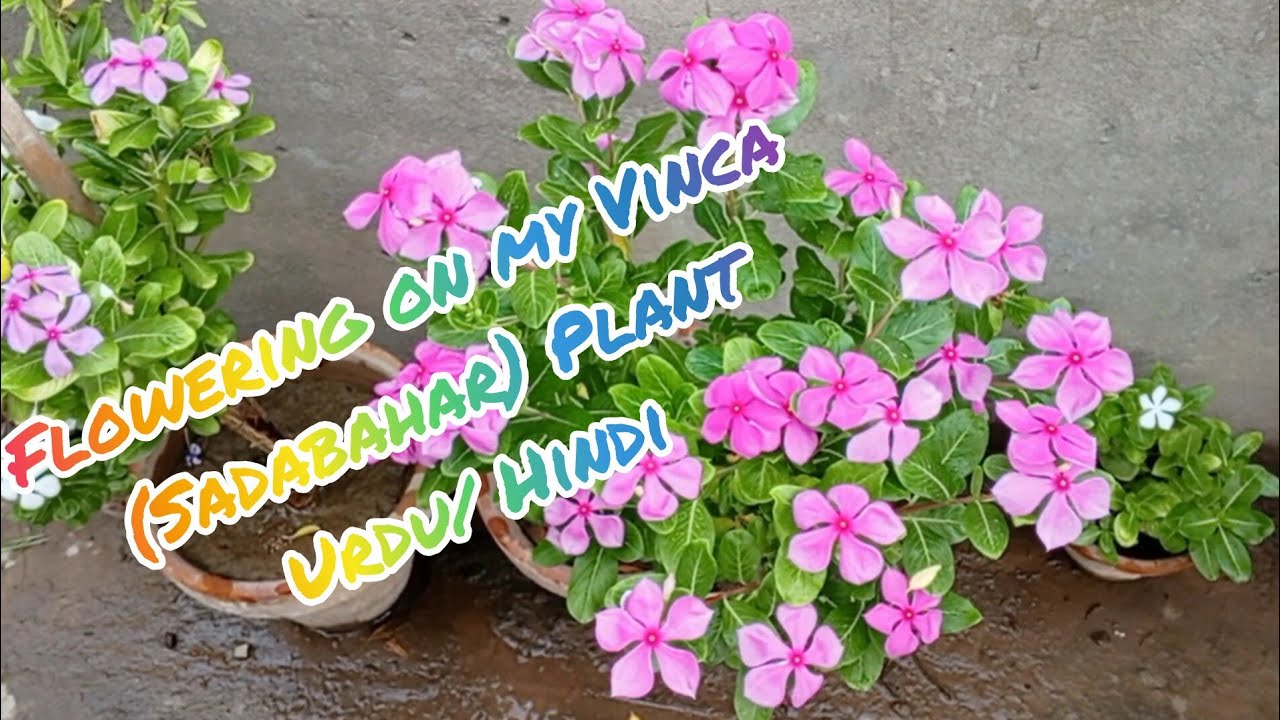 Flowering on Vinca (Sadabahar) Plant | Urdu/Hindi |Easy Tips for Bloom Boosting