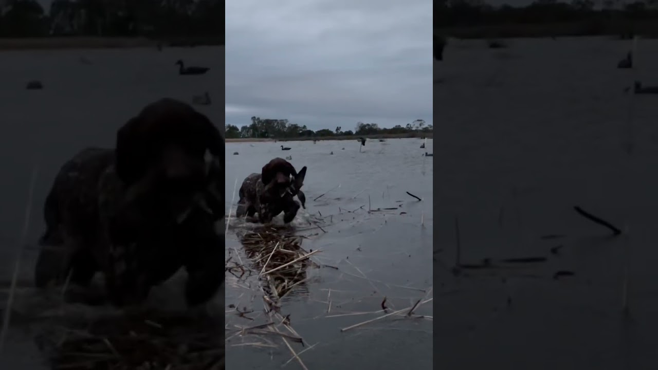 Duck Hunting It’s not a sport it’s a Tradition💥🦆 