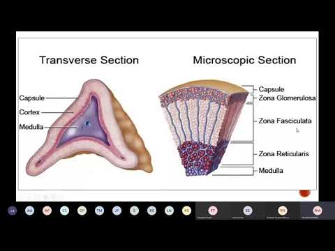 Vídeo: Os mineralocorticóides e os glicocorticóides são a mesma coisa?