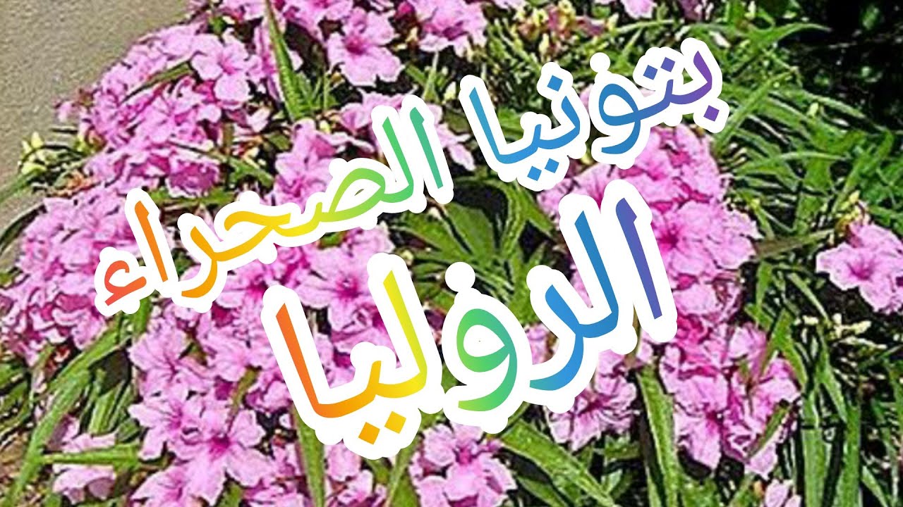 بتونيا الصحراء معلومات شاملة عن نبات البتونيا)( الرويليا) - YouTube